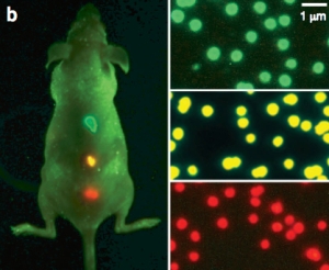 Células marcadas con quantum dots en un ratón